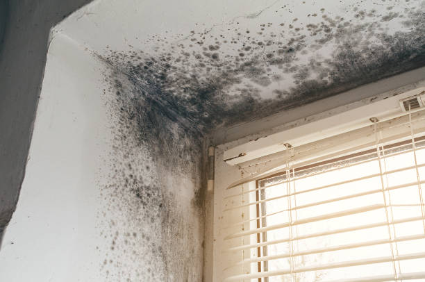 Affordable Mold Removal solutions in Woodstock, GA